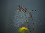 "Spinnweben", Sabine Jochum
