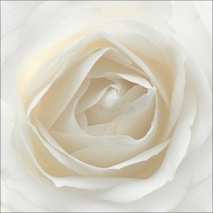 Weiße Rose, Albert Damm