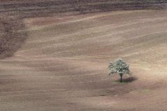 Schmitt-Einsamer-Kirschbaum-63333-Pt