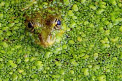 Schmitt-Wasserlinsenfrosch-7-Pt