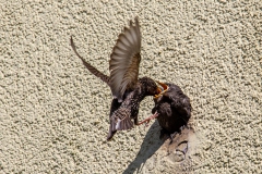 Fuetterung der Stare, Bennoit, 17 Punkte