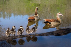 Familienausflug, Prediger, 13 Punkte