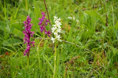 Orchideenwiese, Schneider, 8 Punte