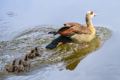 schnel weg, Brausch, 13 Punkte