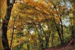 Herbstmorgen am Gehlenberg, Damm, 18 Punkte
