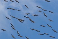 Kraniche am Saarbrücker Himmel, Damm, 21 Punkte