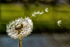 Pusteblume, Hinze, 11 Punkte