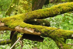 Unberührte Natur, Schneider, 9 Punkte