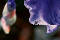 Spinne, Gillen, 14 Punkte