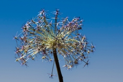 Sternenfeuerwerk, Prediger, 12 Punkte