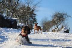 Alfred-im-Schnee, Stock, 18 Punkte