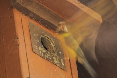 Meise-im-Anflug, Schneider, 8 Punkte