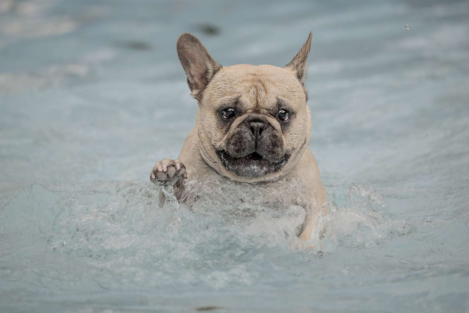 Hundeschwimmen, Lessel, 23 Punkte