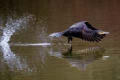 Kormoran, Bennoit, 16 Punkte