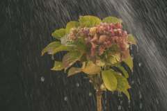 Giesswasser, Brausch, 16 Punkte