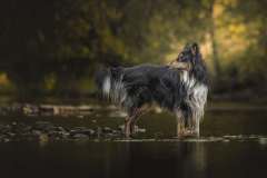 Collie im Wasser, Lessel, 23 Punkte