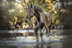 Pferd an der Nied, Lessel, 21 Punkte