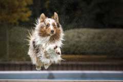 Sprung ins Wasser, Lessel, 27 Punkte