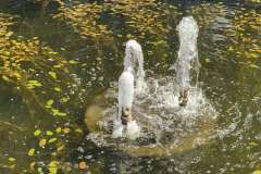 Wasser-1, Schneider, 11 Punkte