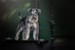Foto: Andrea Lessel